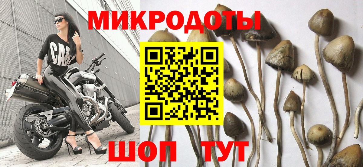 Галлюциногенные грибы Psilocybine cubensis Камень-на-Оби